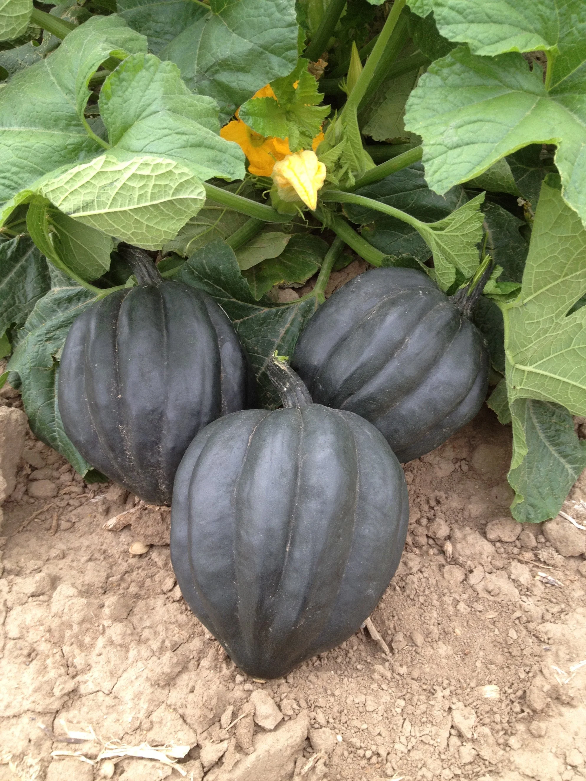 Top Vegetables